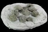 Ten Pyrite Replaced Brachiopod (Paraspirifer) Fossils - Ohio - #129609-1
